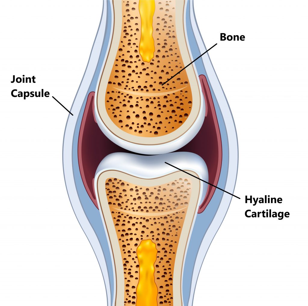 Cartilage Scissors