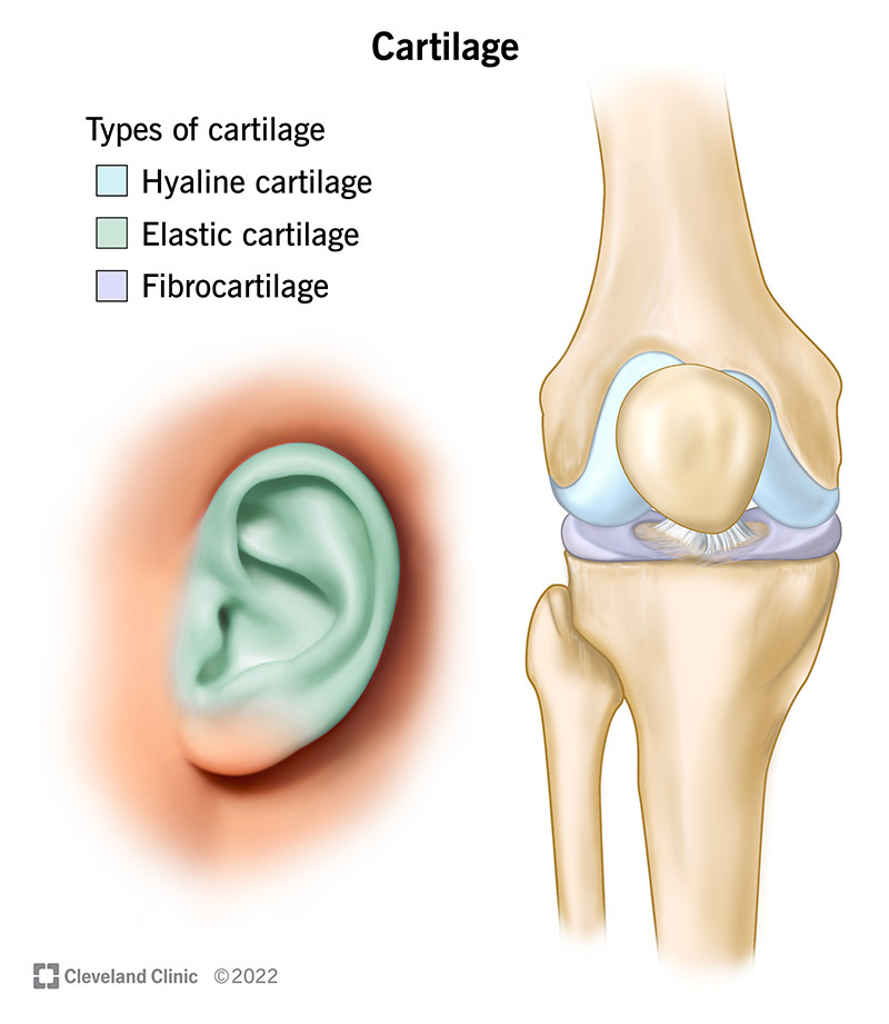 Cartilage Scissors