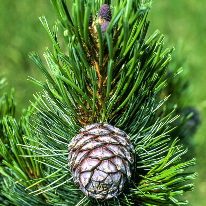 Steinmann Pin
