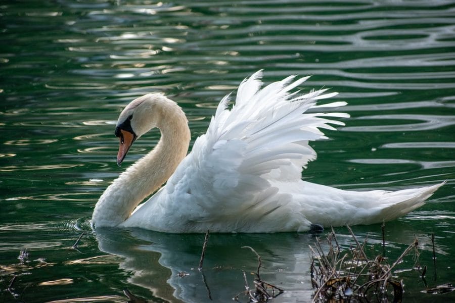 Swan Neck Osteotome