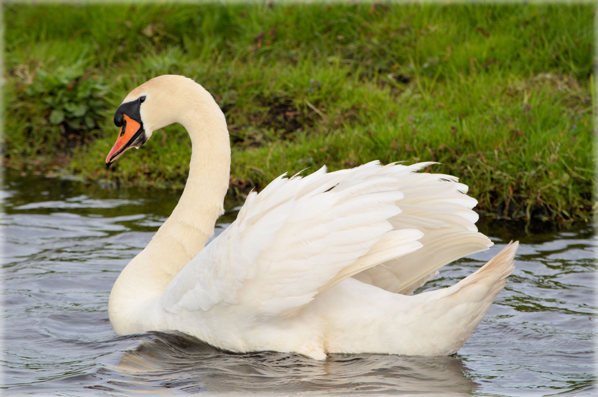 Swan Neck Osteotome