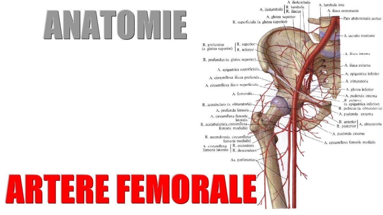 Femorales Segment, L, extraklein, V