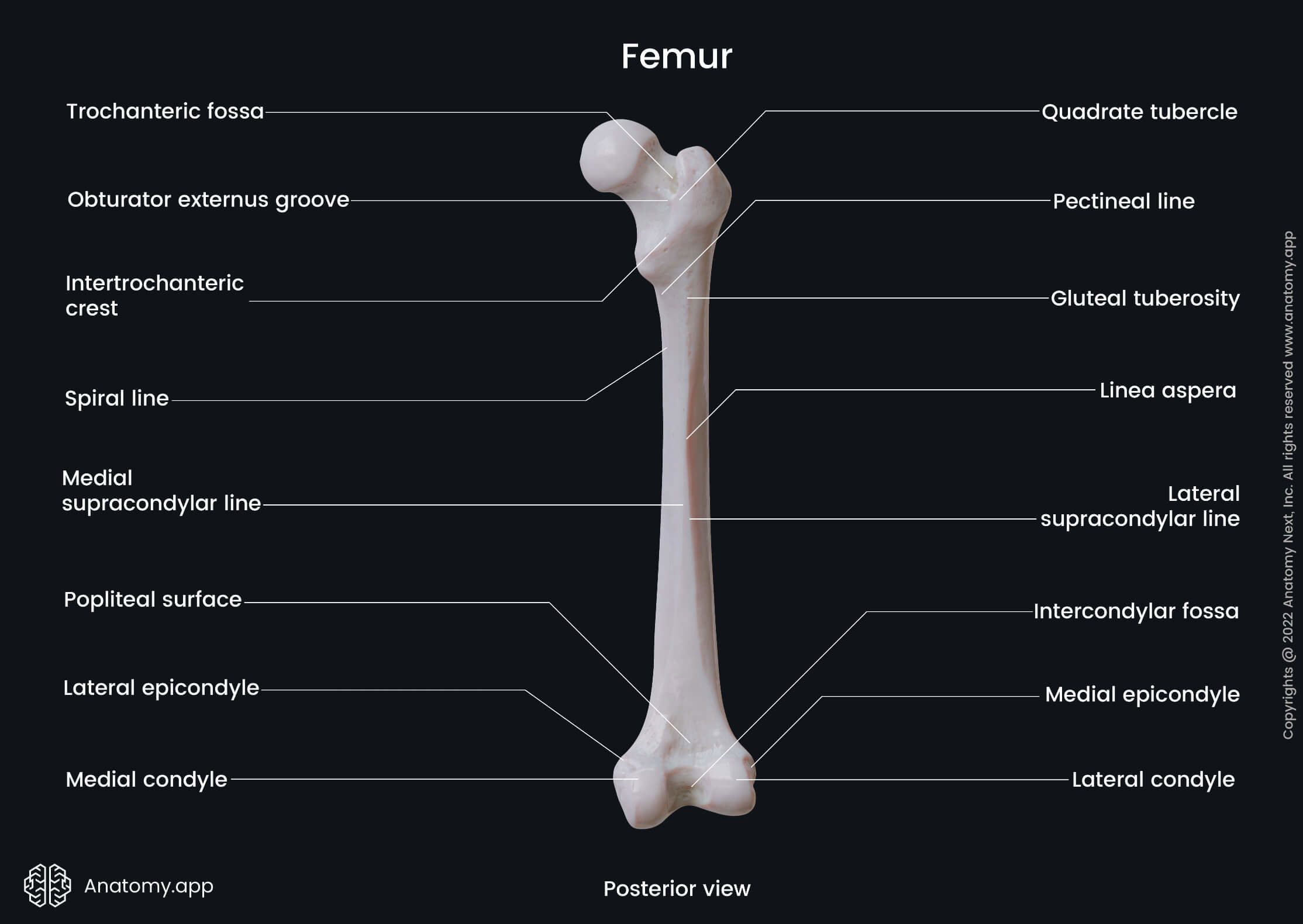 Femur Cutting Block