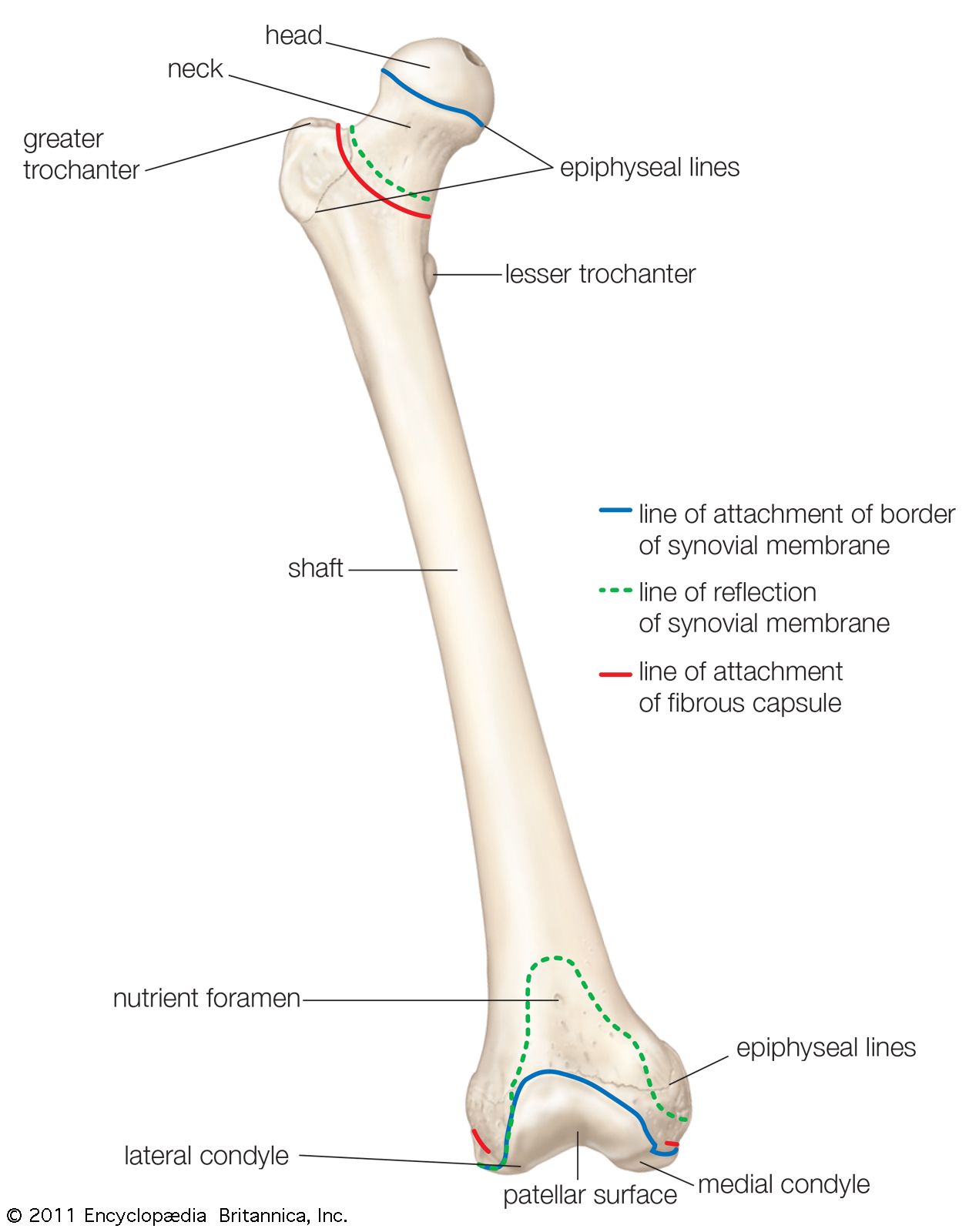 Femur Cutting Block