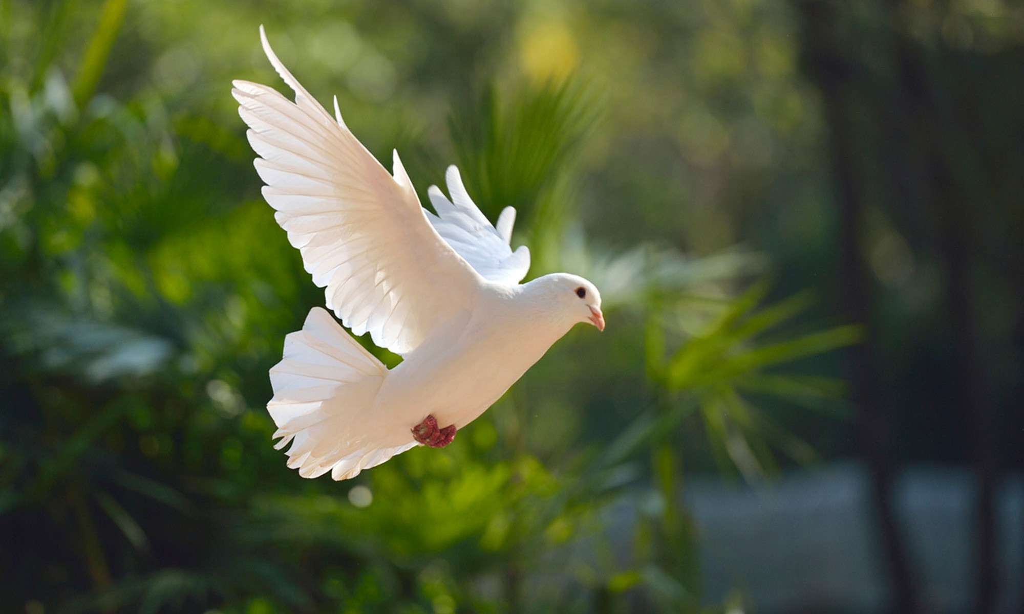 Dove Tail Adapter