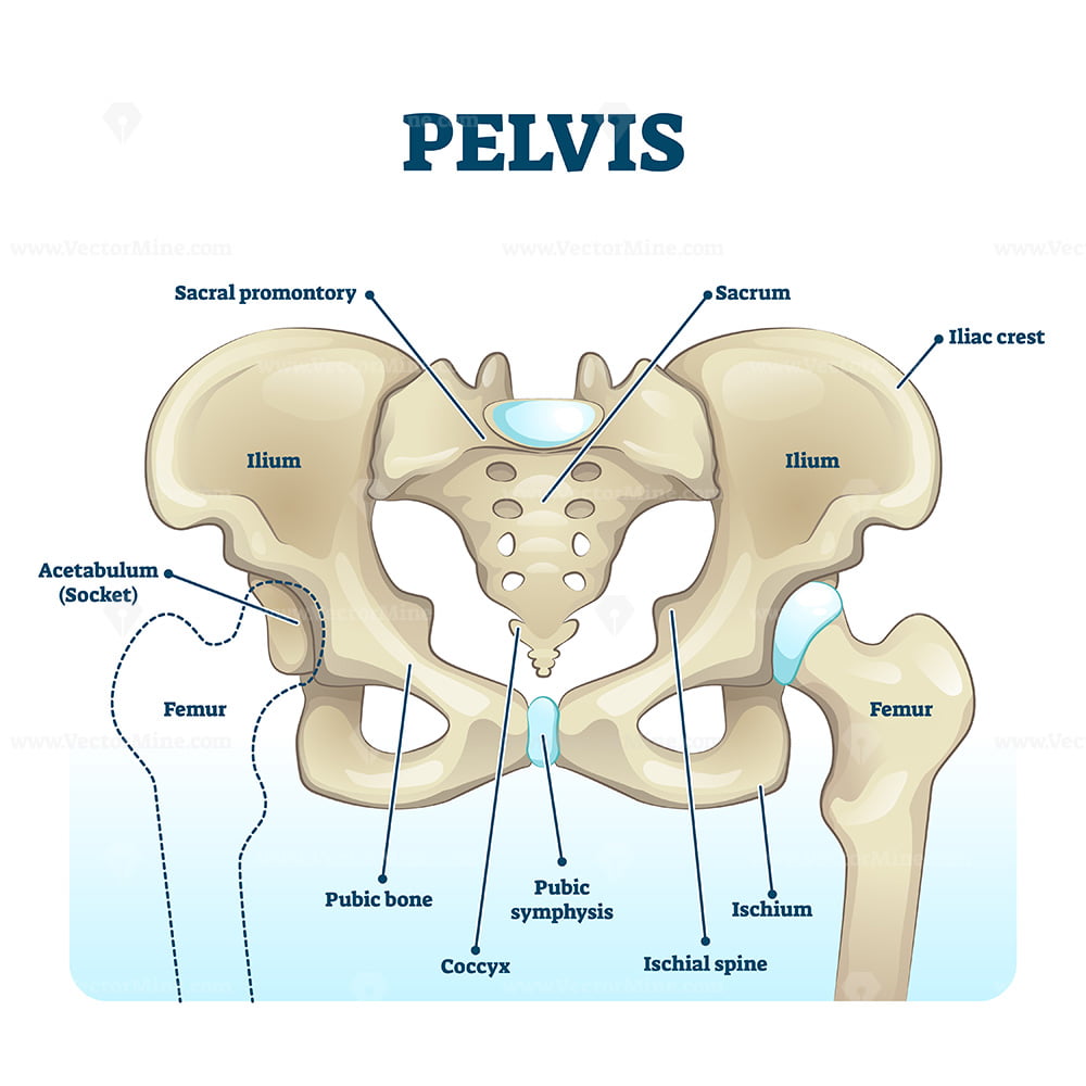 Pelvis Support