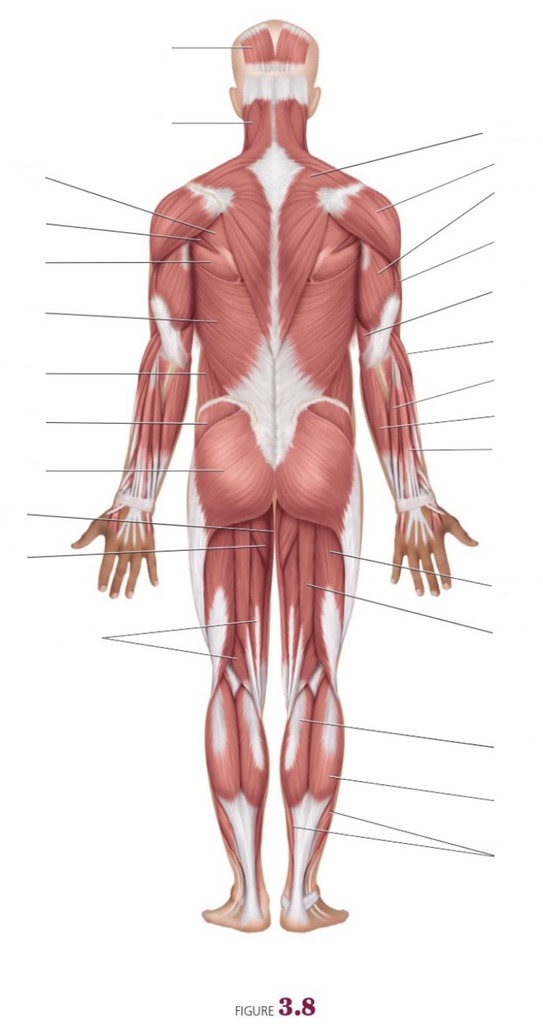 POSTERIOR BODY RESECTOR 7480512 20MM