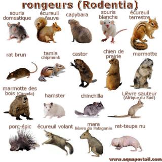 RONGEUR 7967029