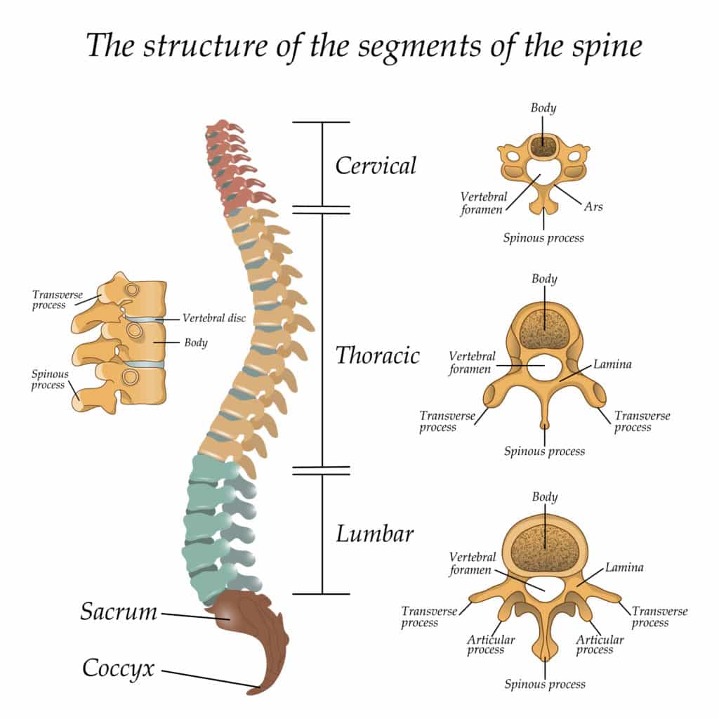 SPINE SET 9734040 L2-L5 REPLACEMENT