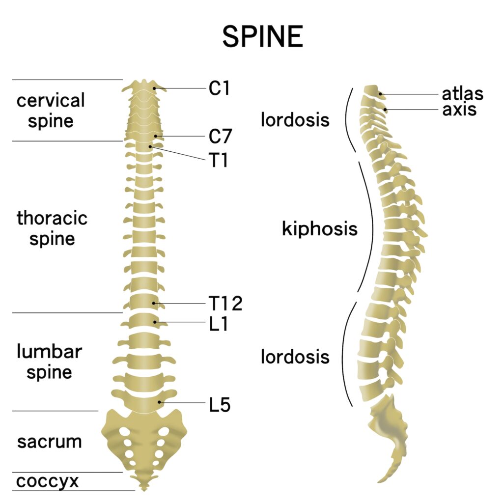 SPINE SET 9734041 SACRUM REPLACEMENT