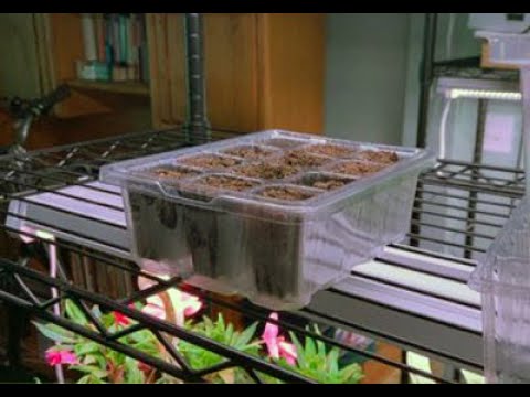 TRAY 2395002 POWEREASE SSBO