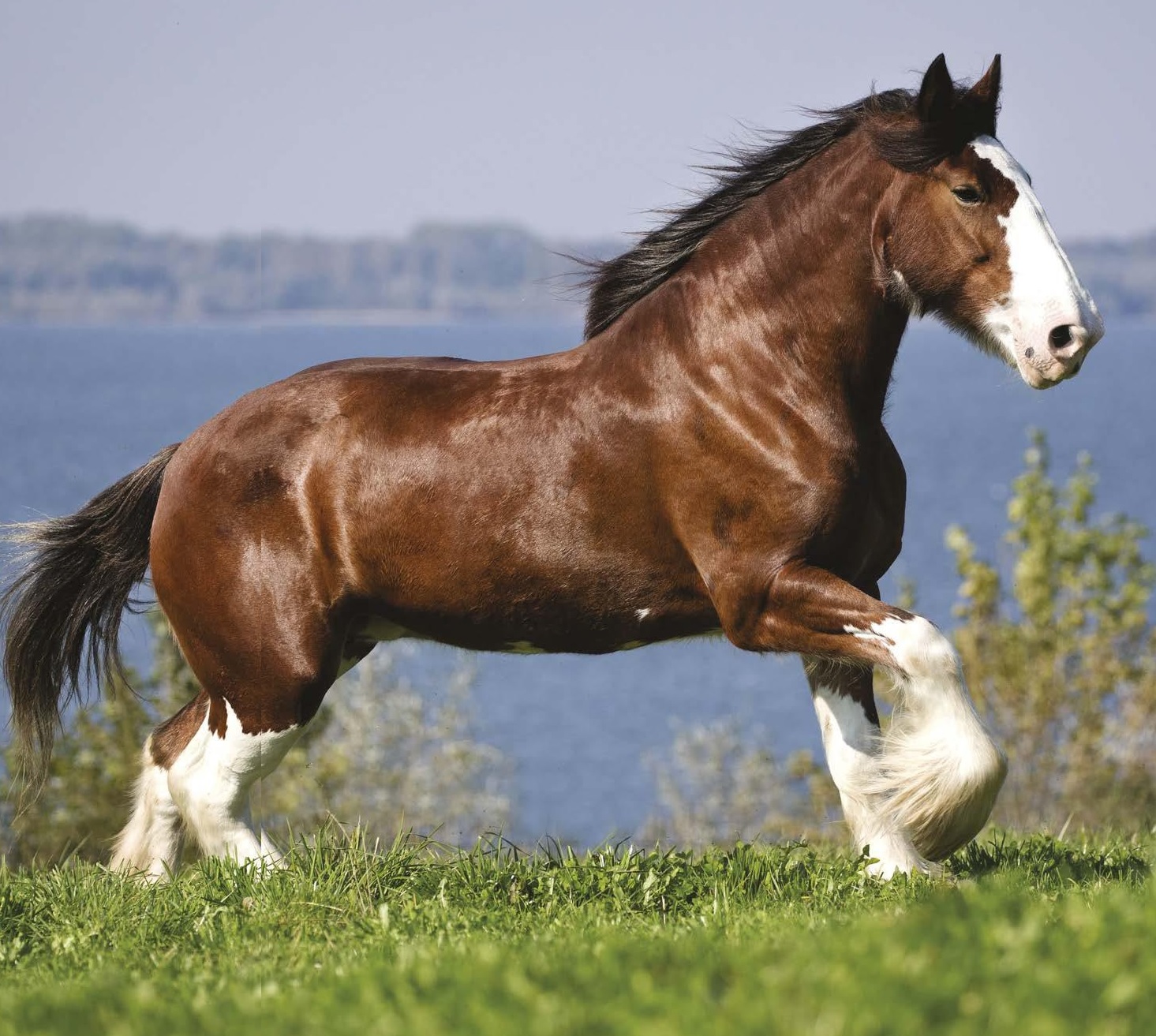 CLYDESDALE PTC 18MM, 0 DEG, 12MM X 50MM