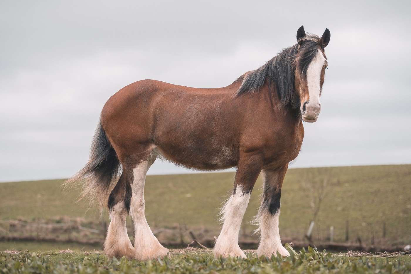 CLYDESDALE PTC 18MM, 6 DEG, 10MM X 45MM