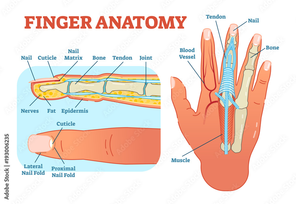 FINGER SWITCH 1991015 ENDO-SCRUB 2