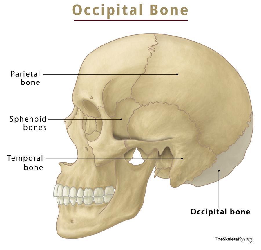 OCCIPITAL 3600200 ADJUSTABLE TI 3.5X200
