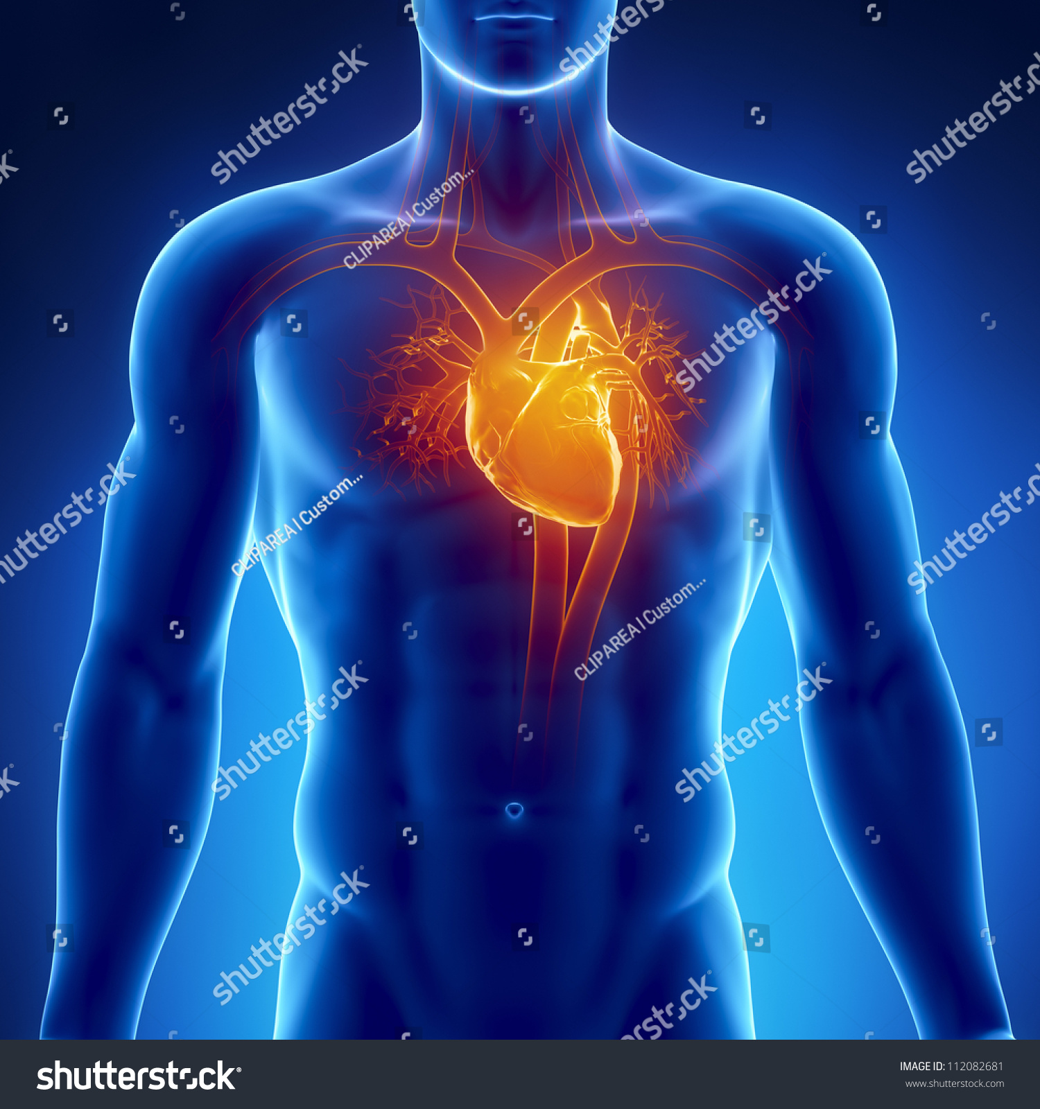 HEART POSITIONER HP3500 URCHIN EVO