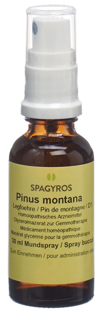 SPAGYROS GEMMO Pinus montana Glyc Maz D 1 30 ml