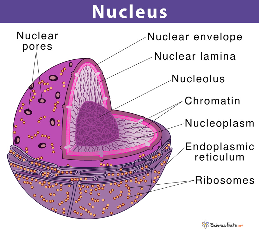 NUCLEUS REM SET 40R2500 4.0MM