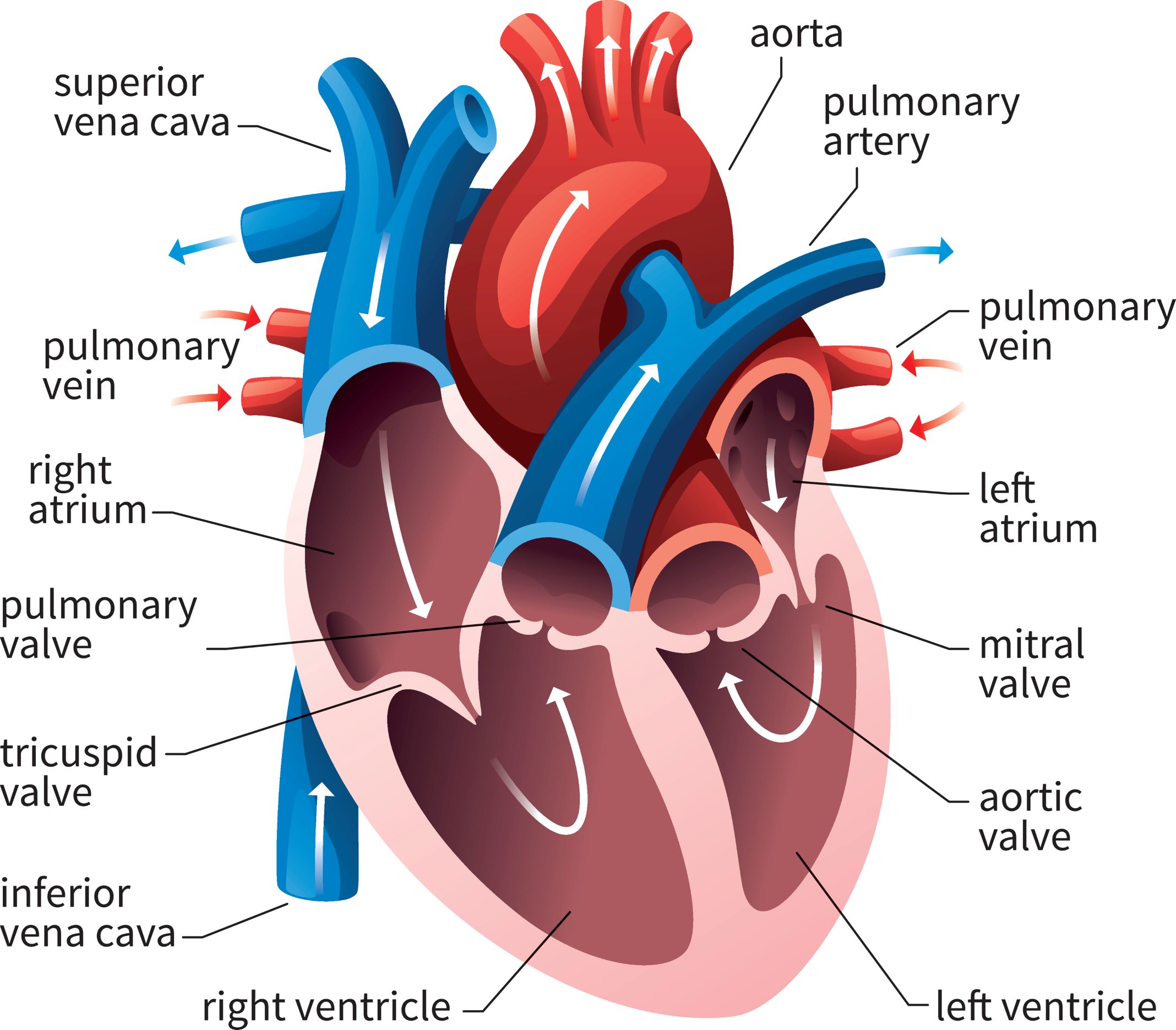 HEART POSITIONER HP102