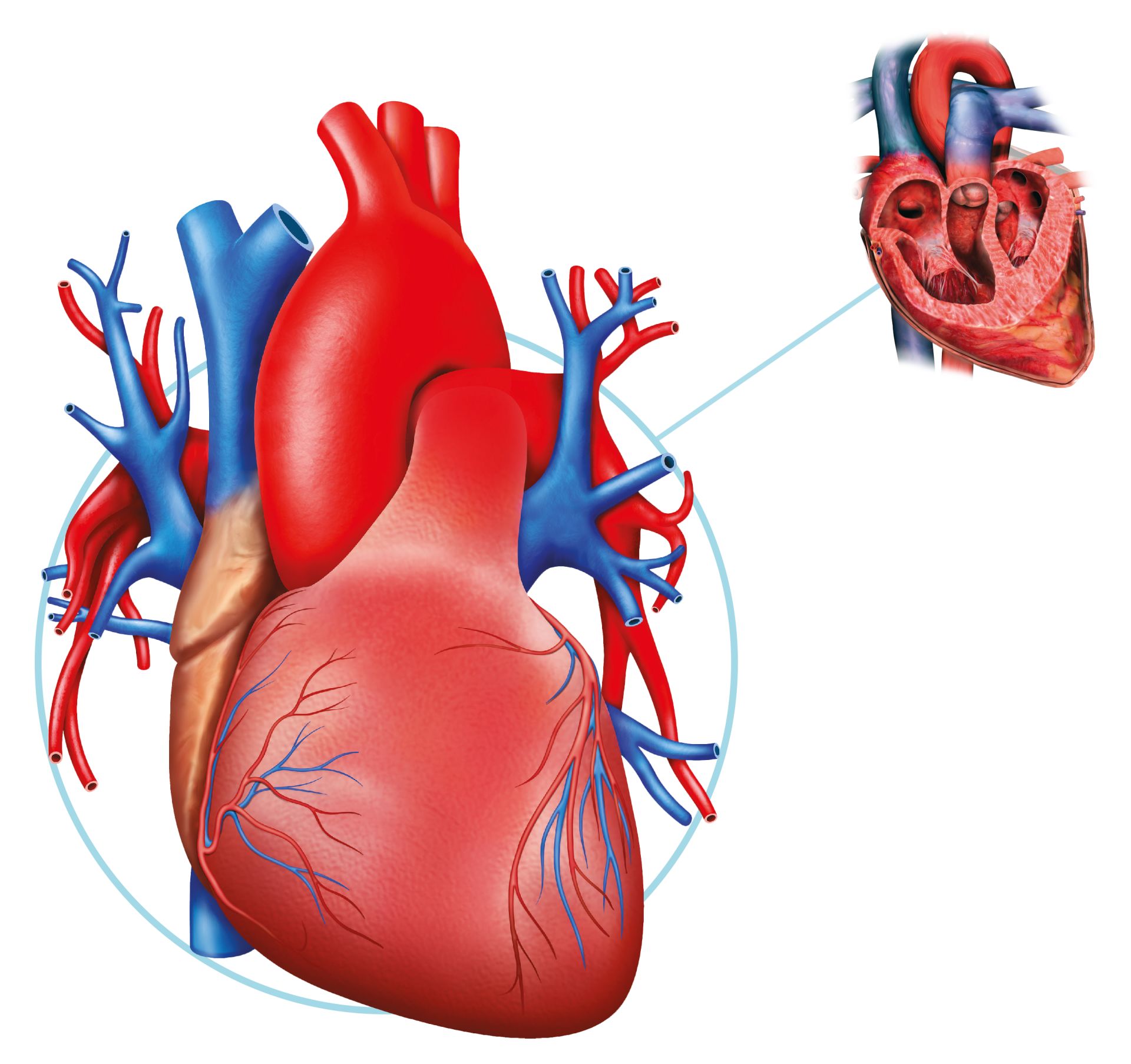 HEART POSITIONER HP102
