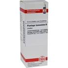 Provokations-Test Plantago lanceolata, Pulver und Lösungsmittel zur Herstellung einer Provokationstestlösung