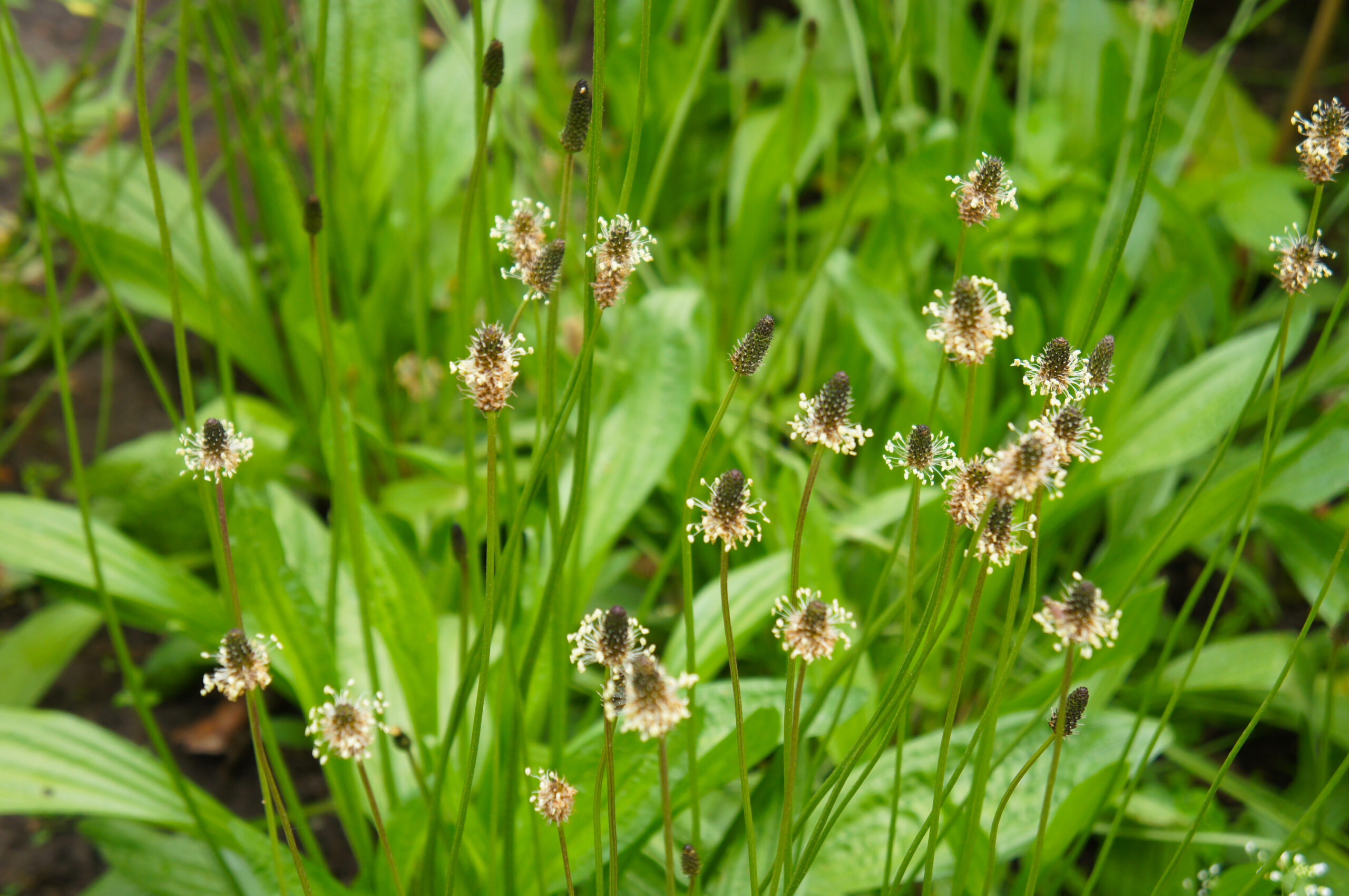 Provokations-Test Plantago lanceolata, Pulver und Lösungsmittel zur Herstellung einer Provokationstestlösung