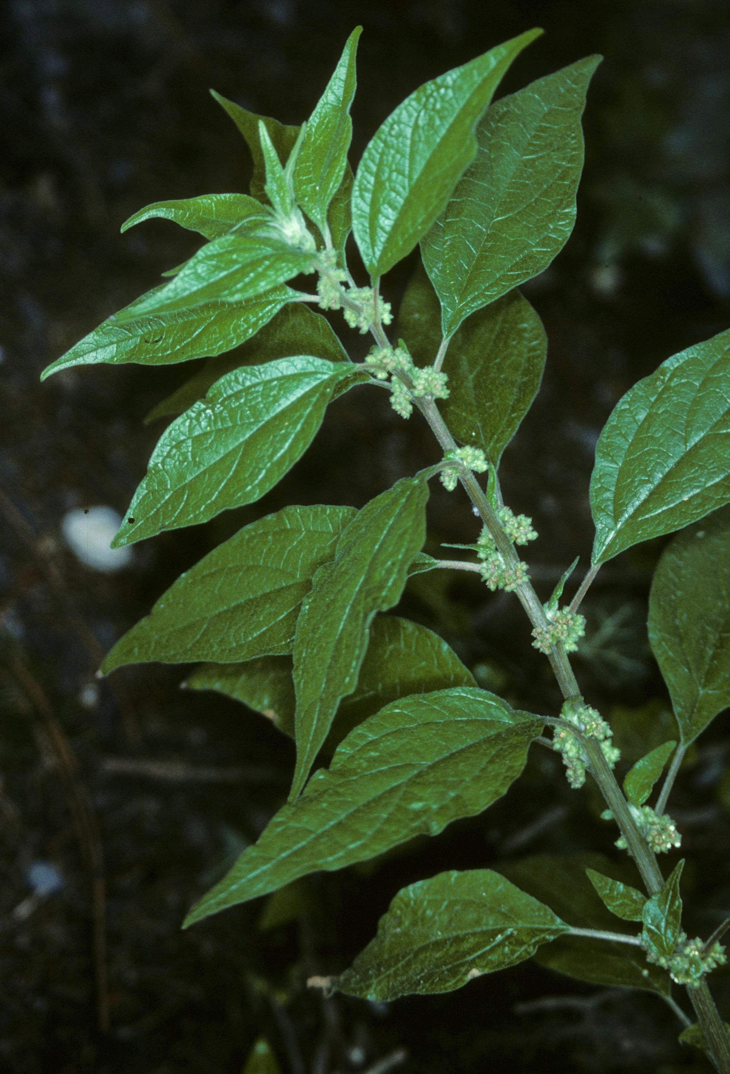 Prick-Test Parietaria officinalis, Pricktestlösung