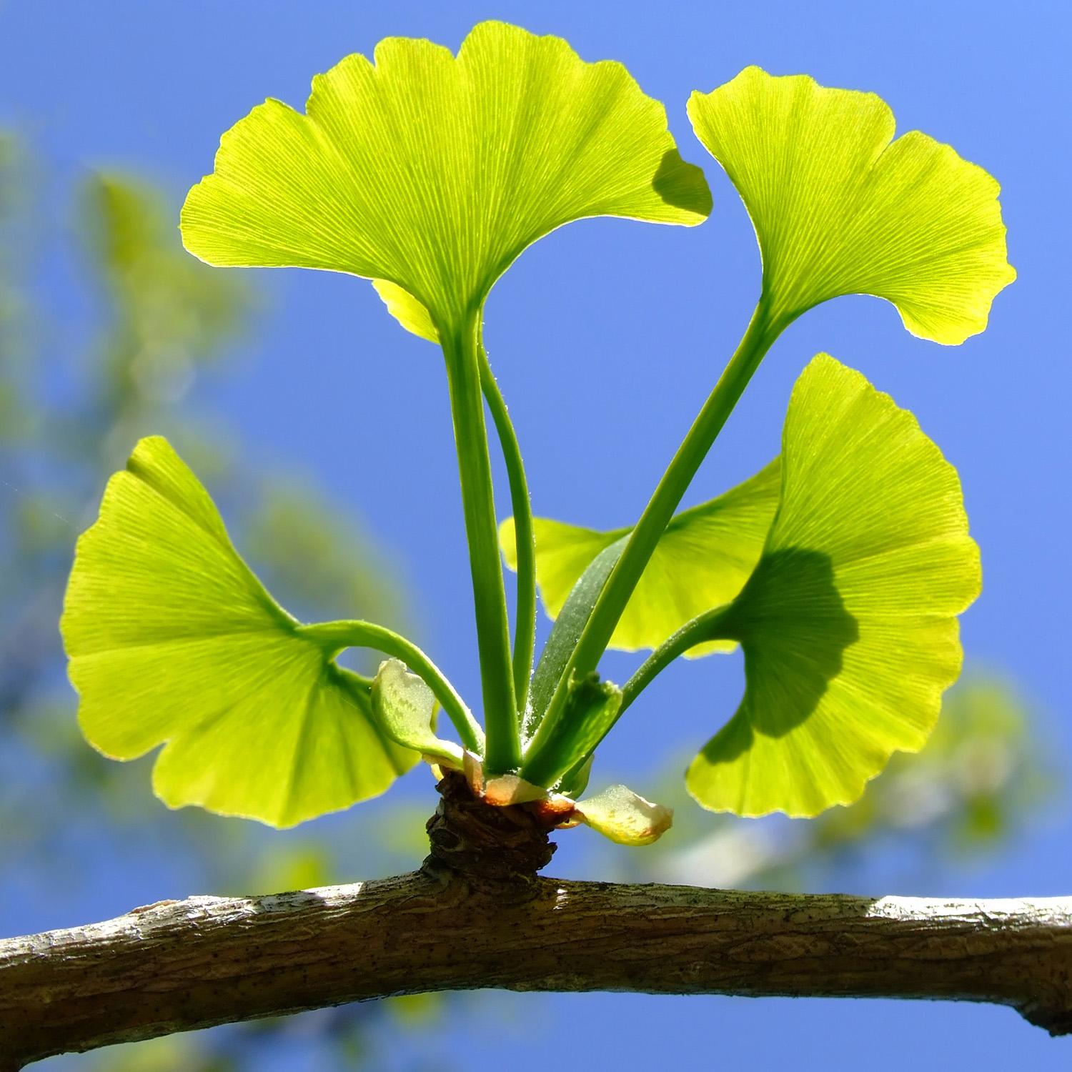 Ginkgo-Mepha 120 mg, Filmtabletten