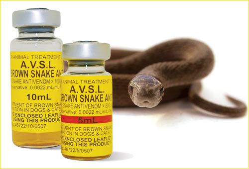 Brown Snake Antivenom