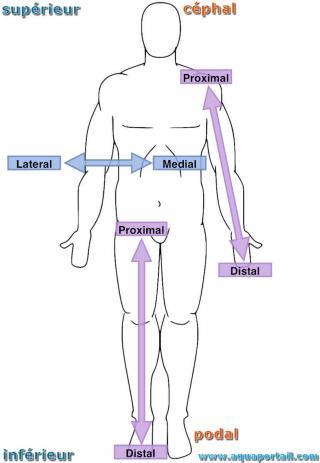 Proximal Or Distal Body, 1 Each