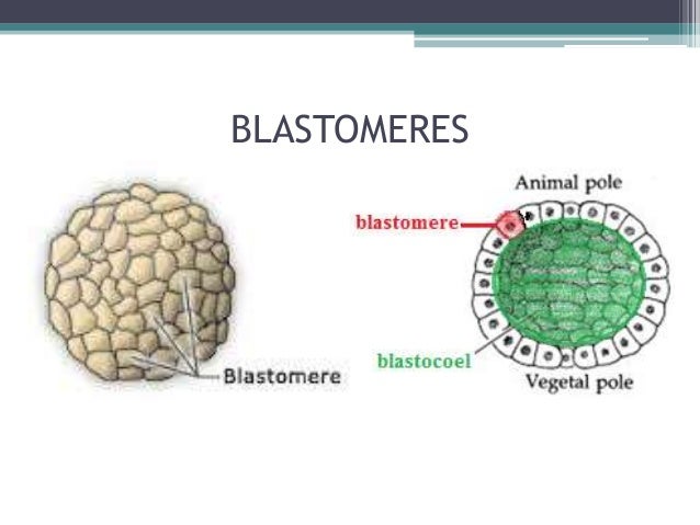 Blastomere Aspiration Pipette, 1 Each