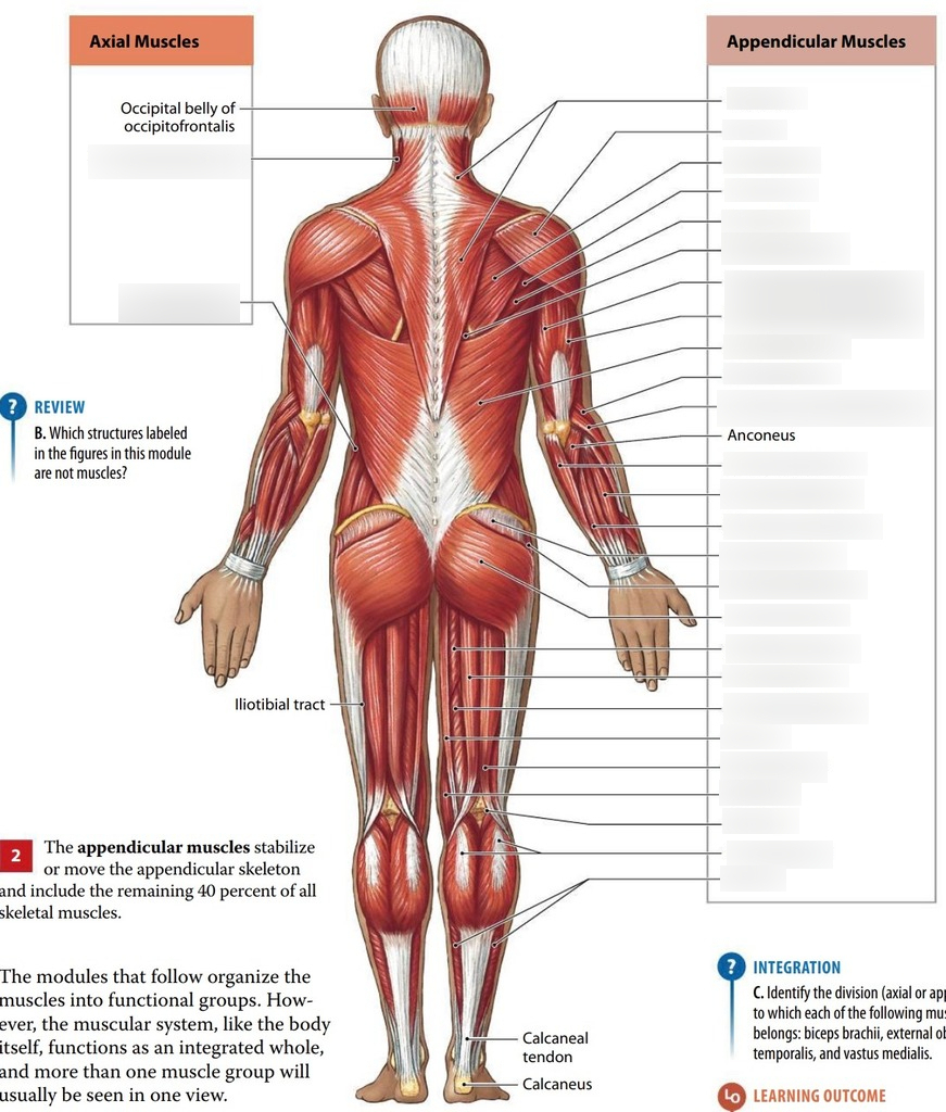 POSTERIOR BODY RESECTOR 7480511 15MM