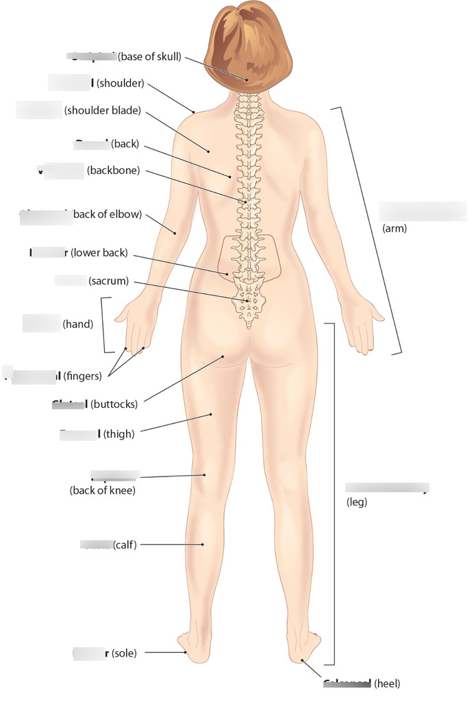 POSTERIOR BODY RESECTOR 7480514 25MM