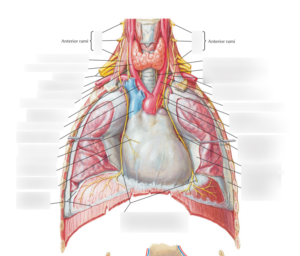 PAD 38003 PHRENIC NERVE LARGE