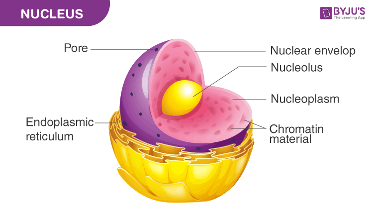 NUCLEUS REM SET 45R2500 4.5MM