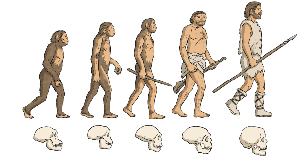 Evolution® Biliary Controlled-release Stent - Uncovered, 1 Each