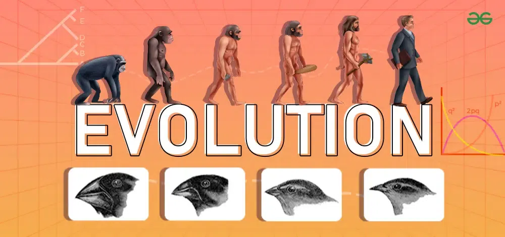 Evolution® Biliary Controlled-release Stent - Partially Covered, 1 Each