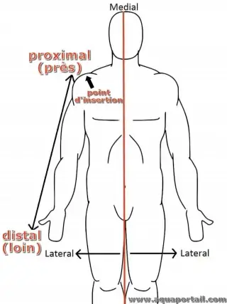 Proximal Or Distal Body, 1 Each