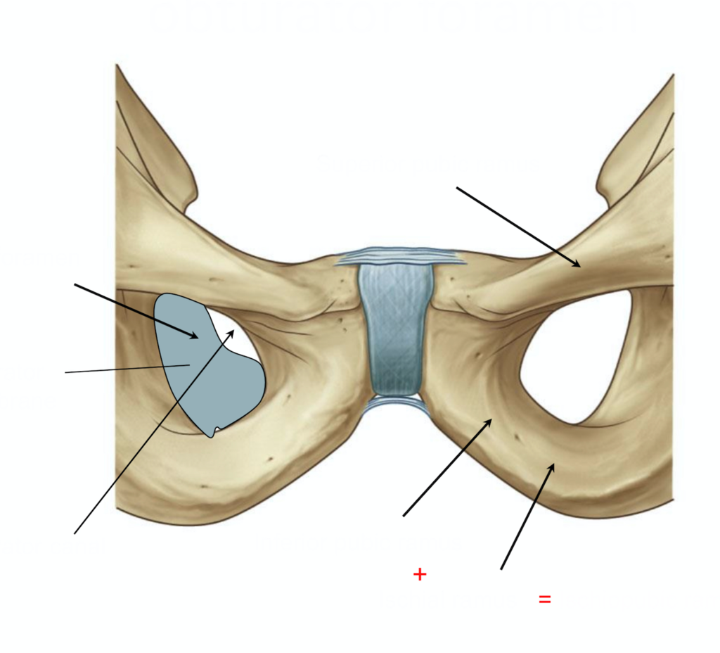 Soft-trans Malleable Obturator, 1 Each